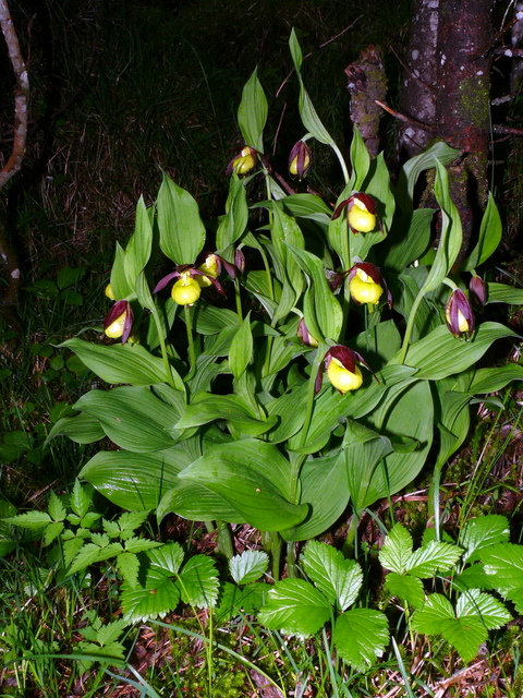 Cypripedium calceolus....  la pi bella del reame